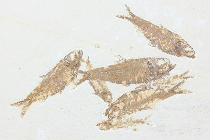 Multiple Knightia Fossil Fish - Wyoming #75976